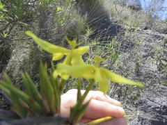 Bobartia rufa