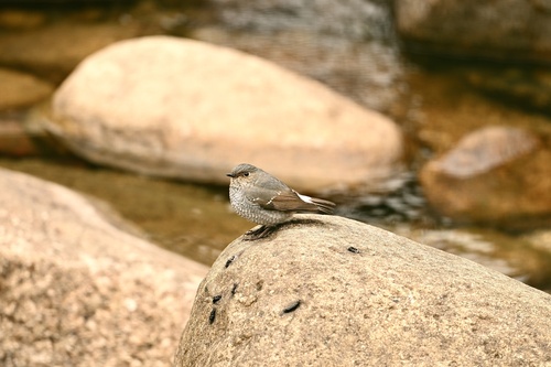 Plumbeous Water Redstart