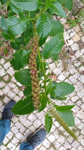 Foto de Desconhecido
