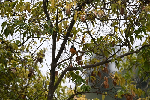Daurian Redstart