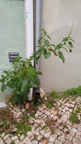 Foto de Desconhecido