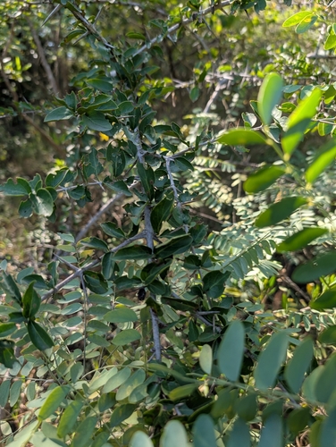 coromandel boxwood (Canthium coromandelicum)