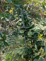 Canthium coromandelicum, photograph (c) Ravuri Krishna Chaitanya, some rights reserved (CC BY)