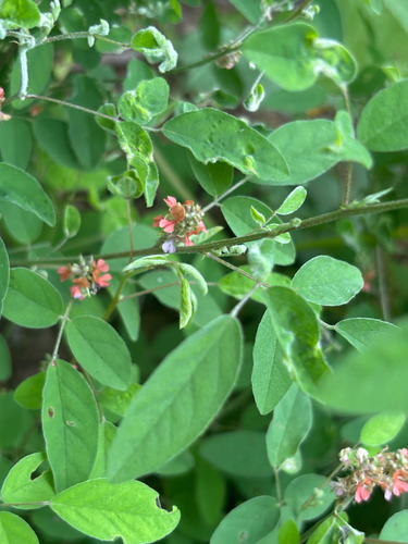 Indigofera subulata observed 2026-01-01