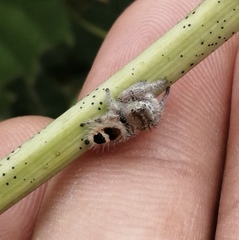 Phidippus pacosauritus