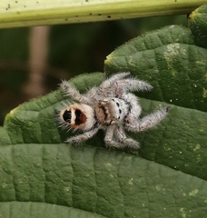 Phidippus pacosauritus