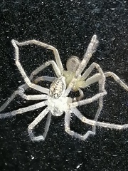 Curicaberis culiacan