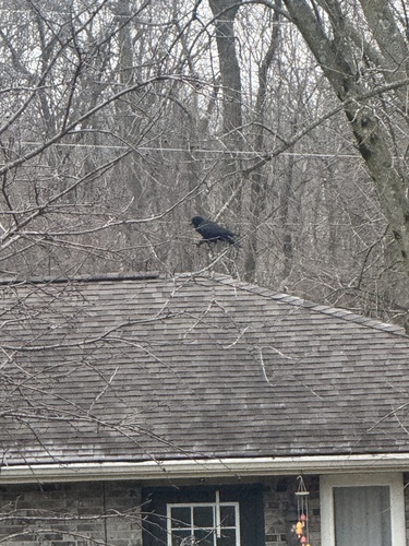 American Crow (Corvus brachyrhynchos), photo 8