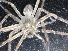 Curicaberis culiacan