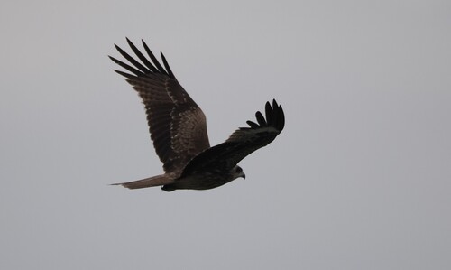Black Kite