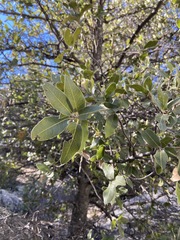 Quercus peninsularis