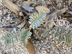 Astragalus douglasii
