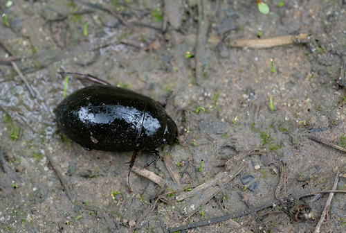 Lesser Silver Water Beetle, Nationaal Park De Loonse En Drunense Duinen, NL-NB-TI, NL-NB, NL, photo 8 of 10