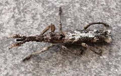 Ulocerus mexicanus