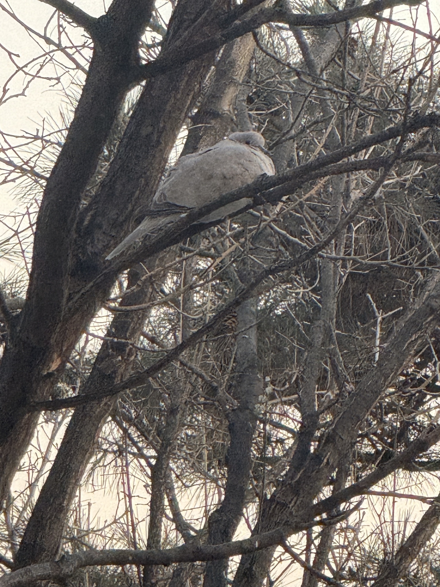 Eurasian Collared Dove