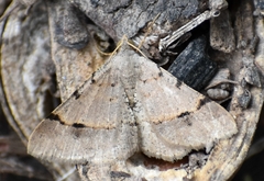 Frederickia flaviterminata