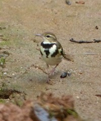 Dendronanthus indicus