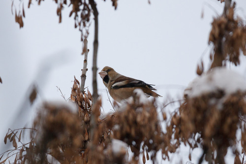 Hawfinch (Coccothraustes coccothraustes), photo 6