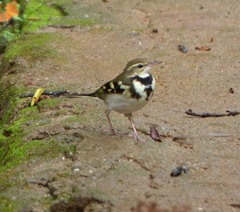 Dendronanthus indicus