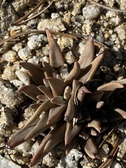 Dudleya abramsii