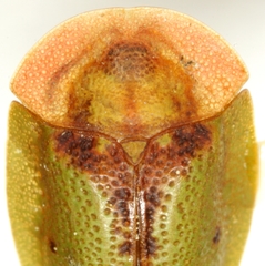 Cassida relicta
