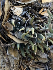 Dudleya abramsii