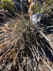 Dudleya abramsii
