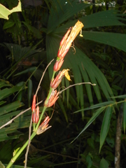 Sanchezia tarapotensis