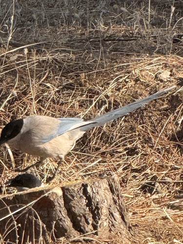 Azure-winged Magpie (Cyanopica cyanus), photo 3