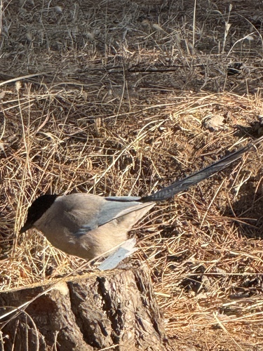 Azure-winged Magpie (Cyanopica cyanus), photo 4