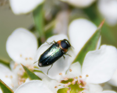 Neocuris gracilis