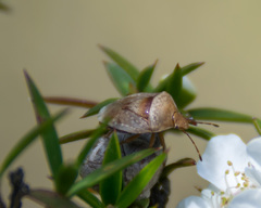 Eupolemus tasmanicus