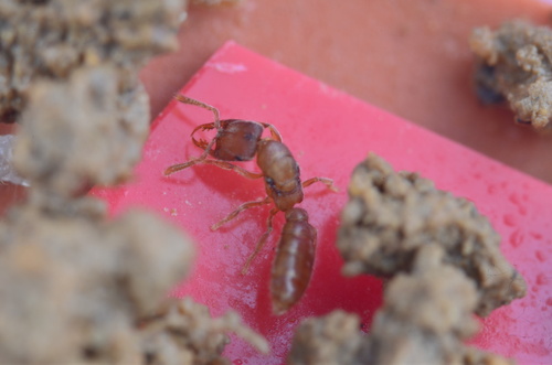 Stigmatomma luyiaeStigmatomma luyiae