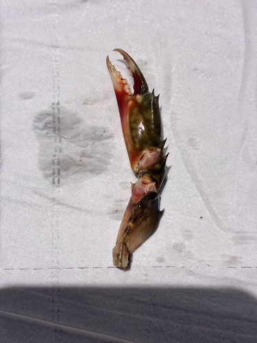 green mud crab