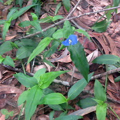 Commelina ensifolia
