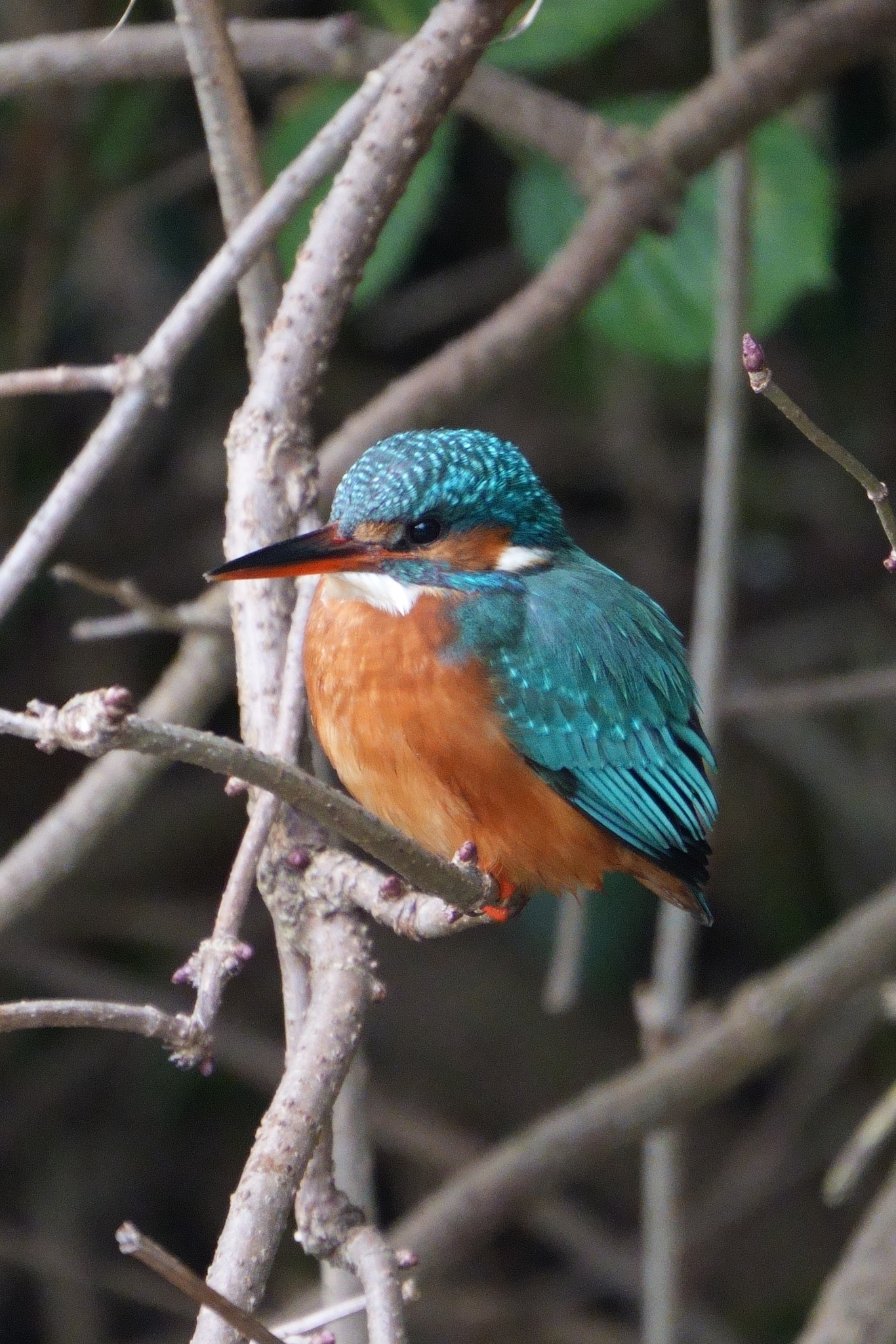 Common Kingfisher (Alcedo atthis), photo 4