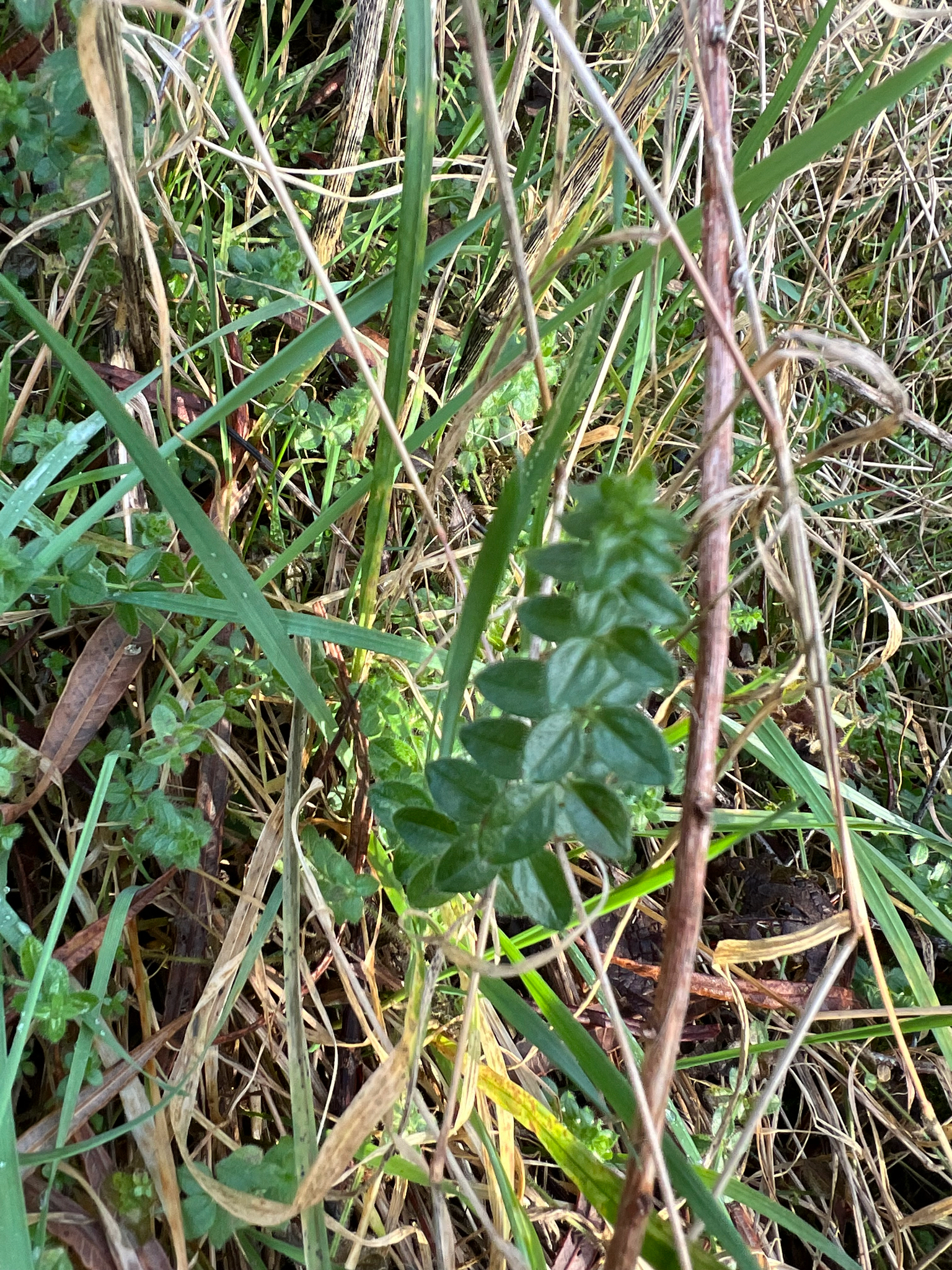 Crosswort