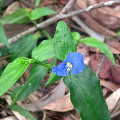 Commelina ensifolia