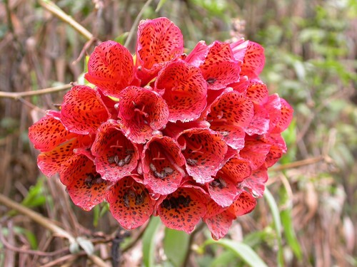 Bomarea formosissima (Bomarea formosissima)