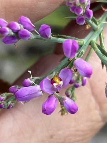 Milkwort (Comesperma virgatum)