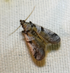 Amyelois transitella