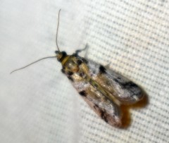 Amyelois transitella