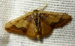 Idaea kendallaria