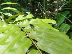Eremnophila