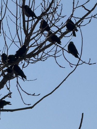 Daurian Jackdaw (Coloeus dauuricus)