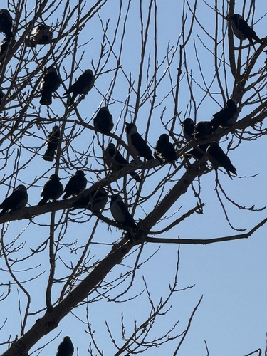 Daurian Jackdaw (Coloeus dauuricus), photo 2