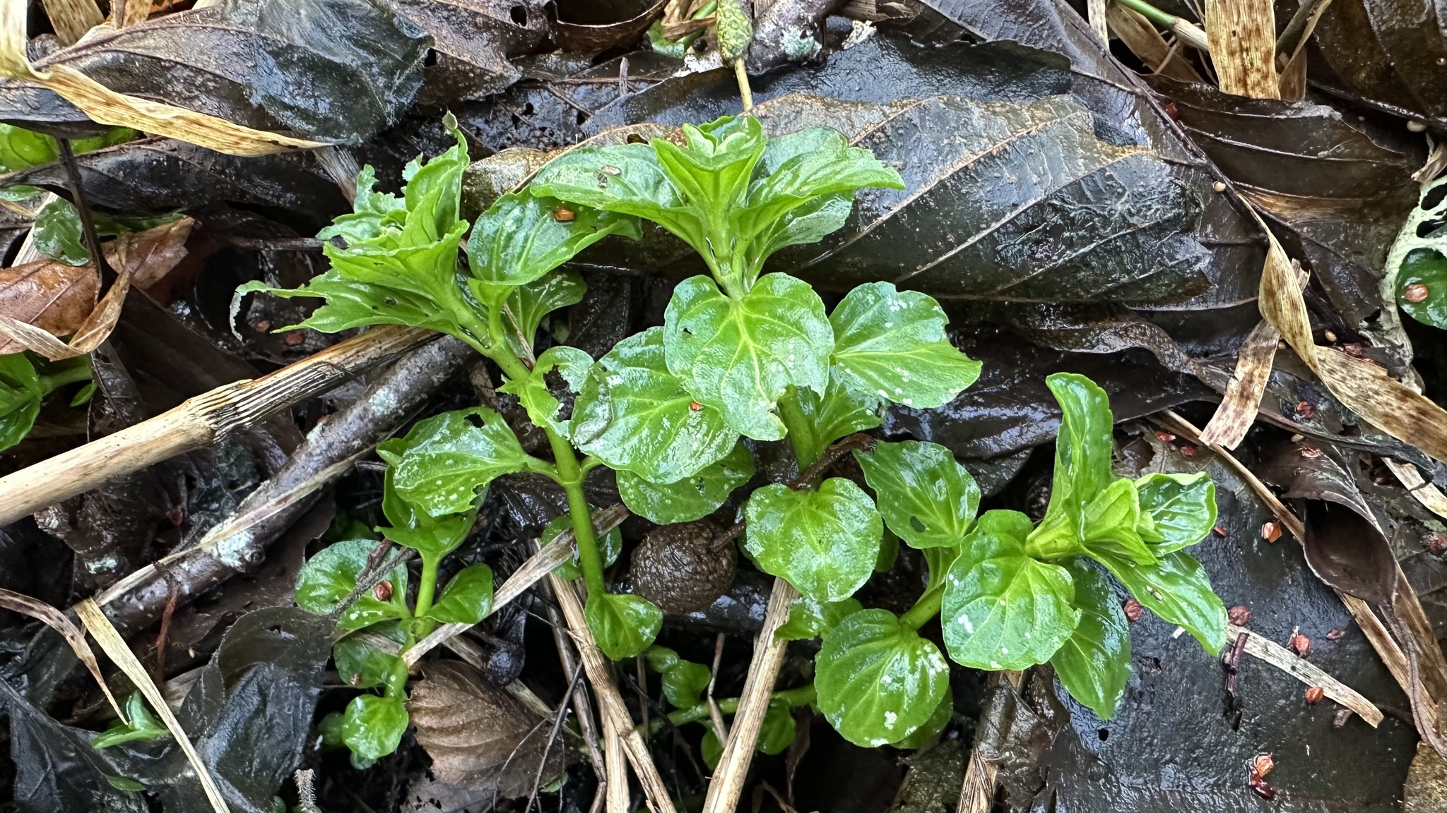 Water mint