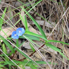 Commelina lanceolata