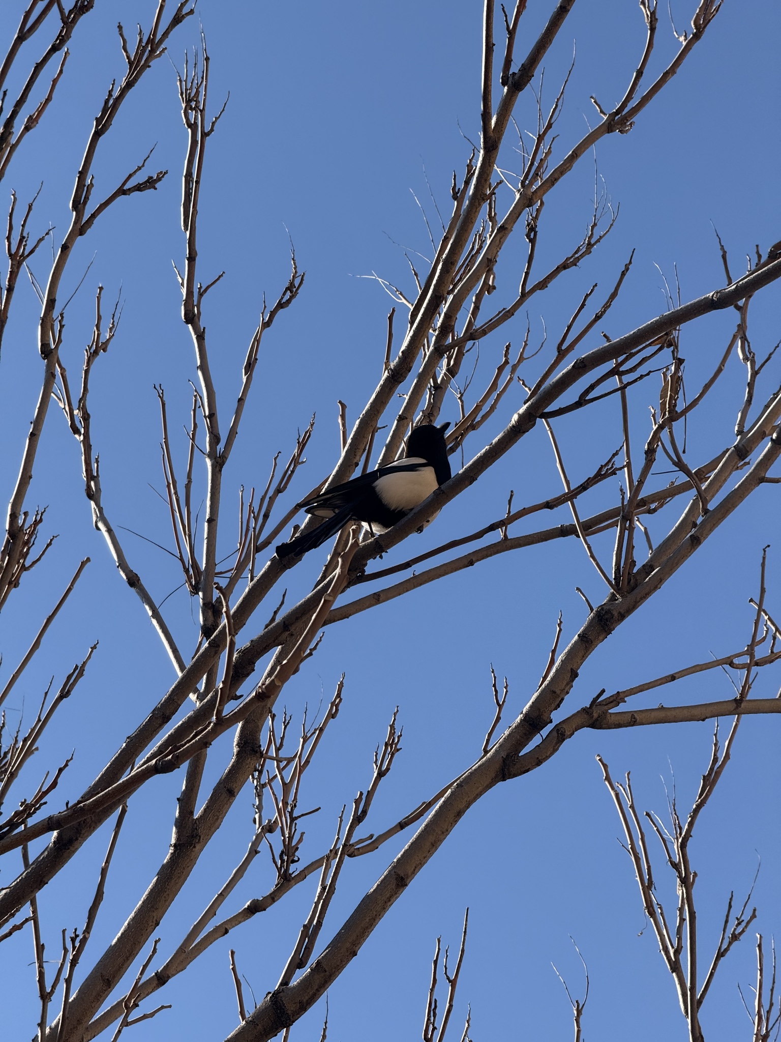 Oriental Magpie (Pica serica), photo 2