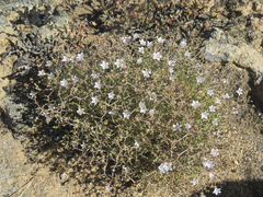 Wahlenbergia decipiens